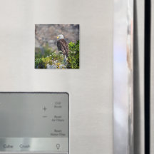 Örn sitta på sten-magnet