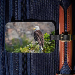 Örn sitta vid sten bagagebricka