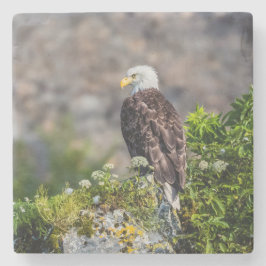 Örn sitta vid sten stenunderlägg