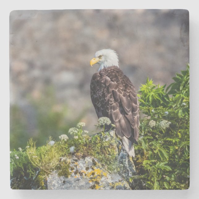 Örn sitta vid sten stenunderlägg (Framsidan)