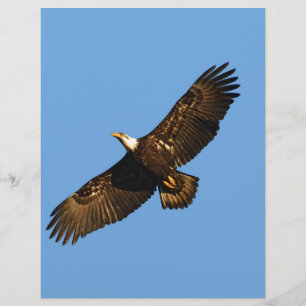 Örn Soar 2