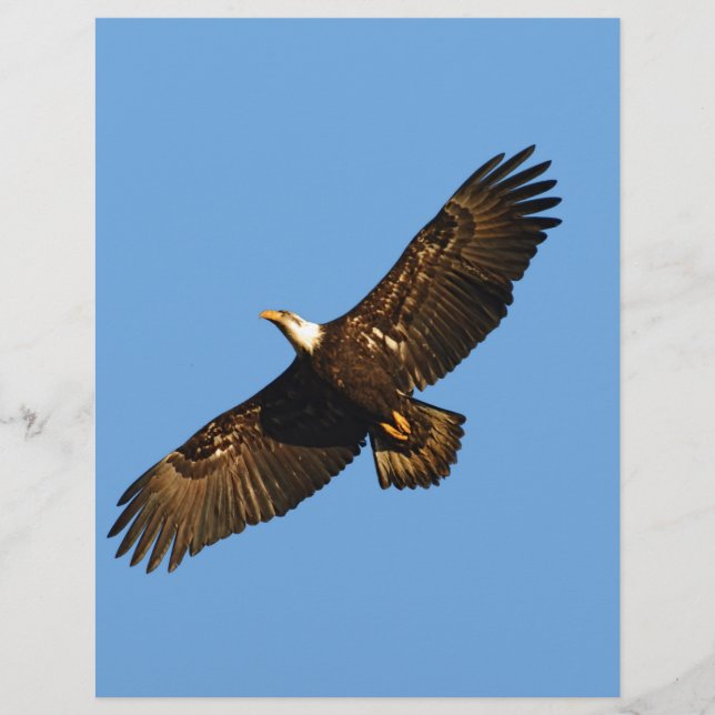 Örn Soar 2 (Framsida)
