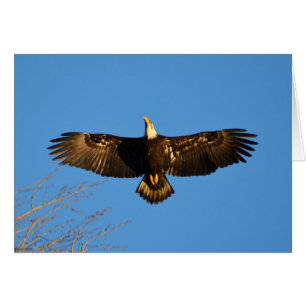 Örn Soaring1 Hälsningskort