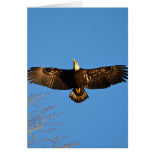 Örn Soaring1 Hälsningskort