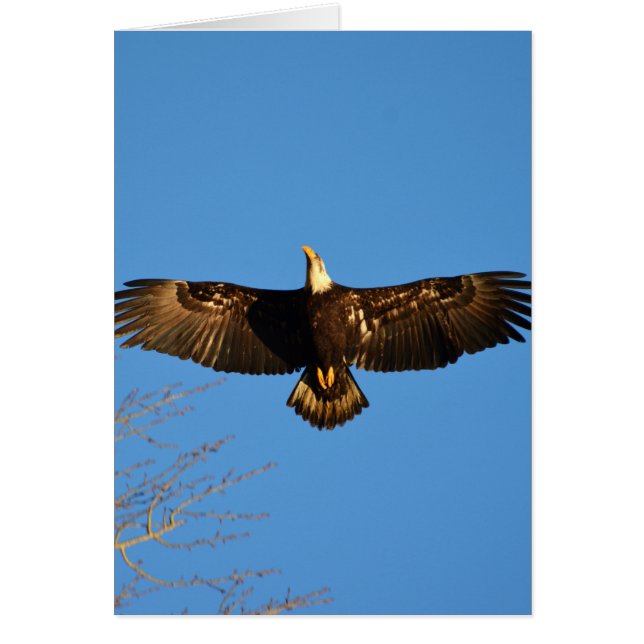 Örn Soaring1 Hälsningskort (Framsidan)