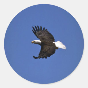 Örn som flyger över blå himmel runt klistermärke