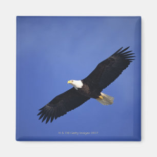 Örn som soaring, Alaska Magnet