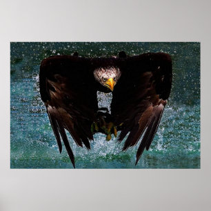 Örn stänk poster
