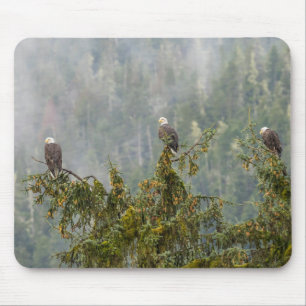 Örn Tongass National Forest Alaska Musmatta