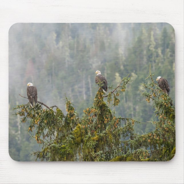 Örn | Tongass National Forest Alaska Musmatta (Framsidan)