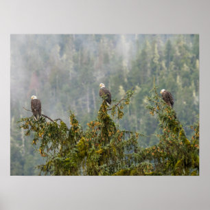 Örn Tongass National Forest Alaska Poster