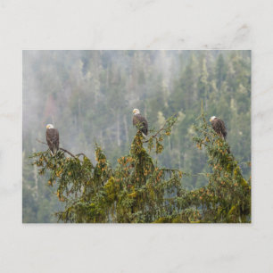 Örn Tongass National Forest Alaska Vykort