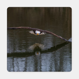 Örn under flygning