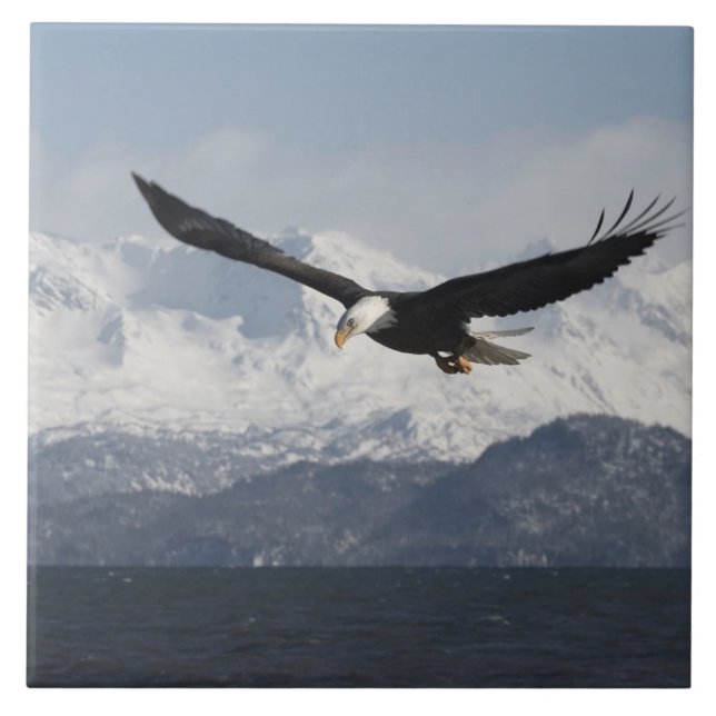 Örn under flygning, Haliaeetus leucocephalus, Kakelplatta (Framsidan)