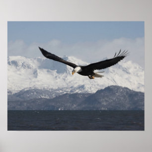 Örn under flygning, Haliaeetus leucocephalus, Poster