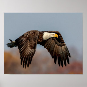 Örn under flygning poster