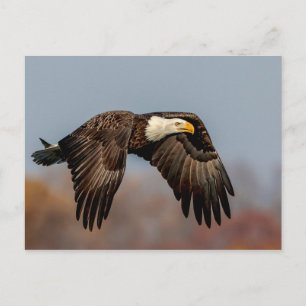 örn under flygning vykort