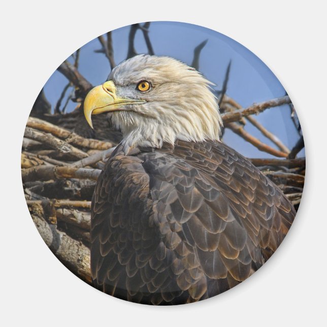 Örn Vår Nest Magnet (Framsidan)