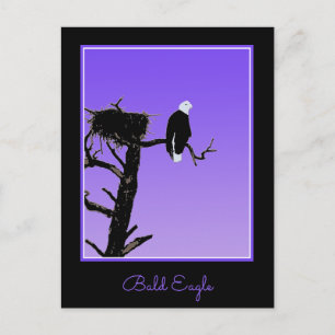 Örn vid Sunset - Original Wildlife Art Vykort