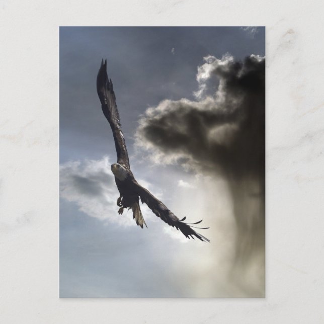 Örn vykort (Framsida)