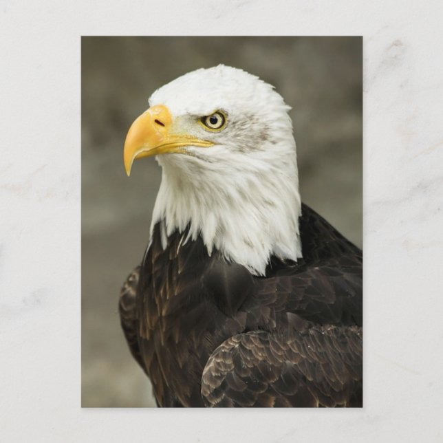 Örn Vykort (Framsida)