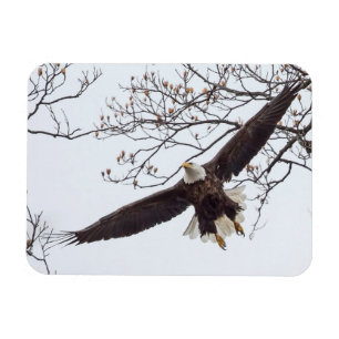 Örn Wingspread Magnet
