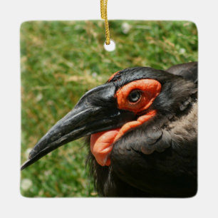 Ornament för African Ground Hornbill