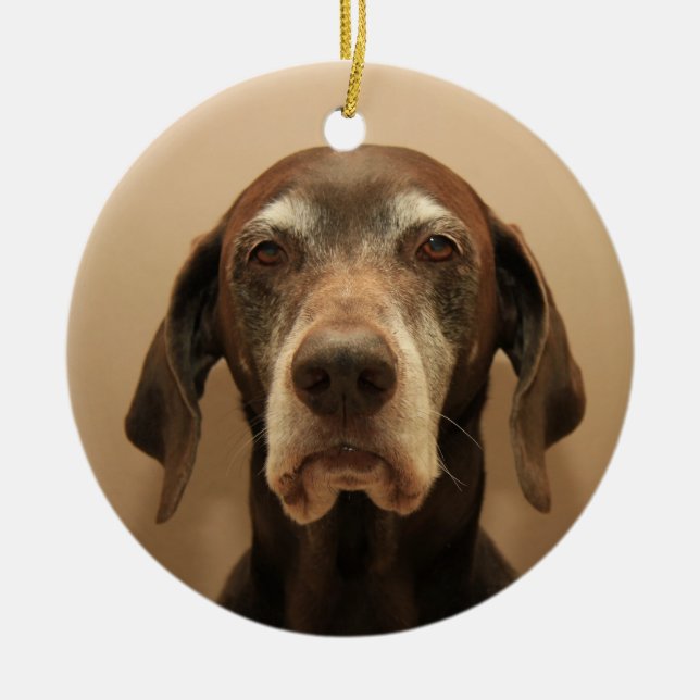 Ornament för tysk korthärdpekare (Framsidan)