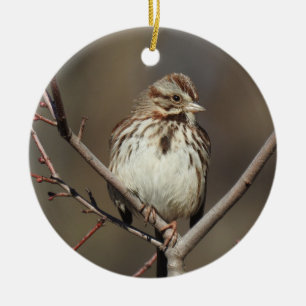 Ornament för vilda djur, sång sparv, fåglar, natur