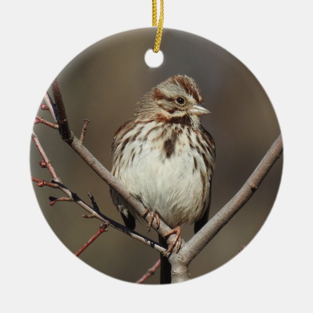Ornament för vilda djur, sång sparv, fåglar, natur (Framsidan)