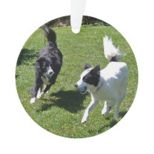 Ornament - Gräns Collies spelar Boll