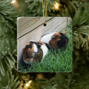 Ornament - Guinea Grisar