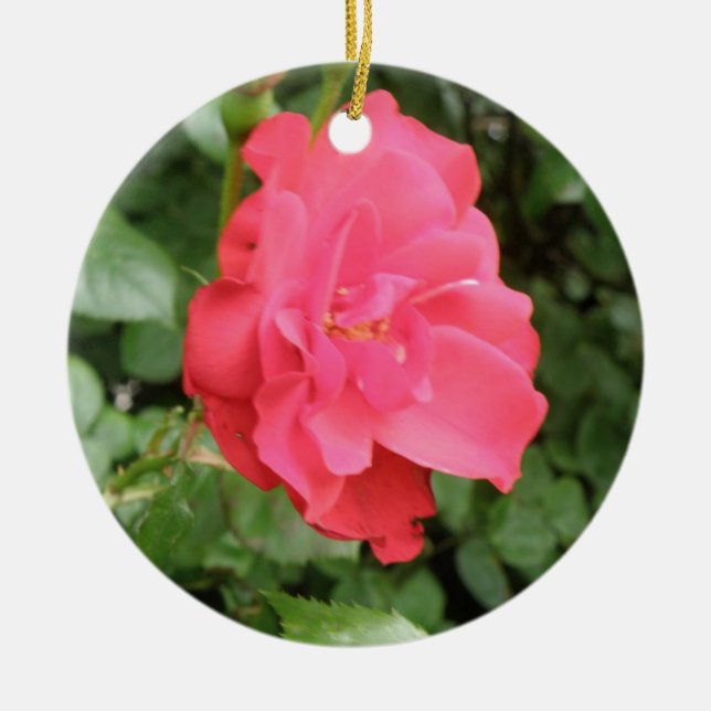 Ornament i vild Ro (Framsidan)