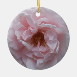 Ornament - Rosa ros