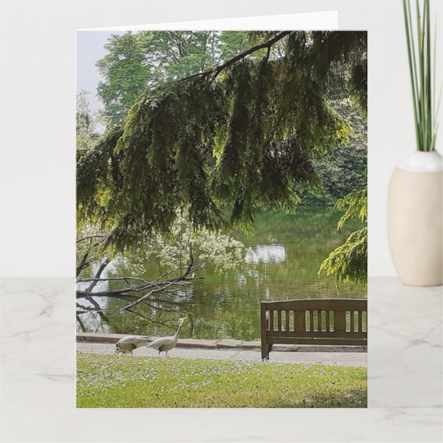 Ornamental Anka Pond Kort (Framsida)