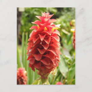 Ornamental Ginger-vykort Vykort