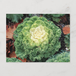 Ornamental Kale Vykort