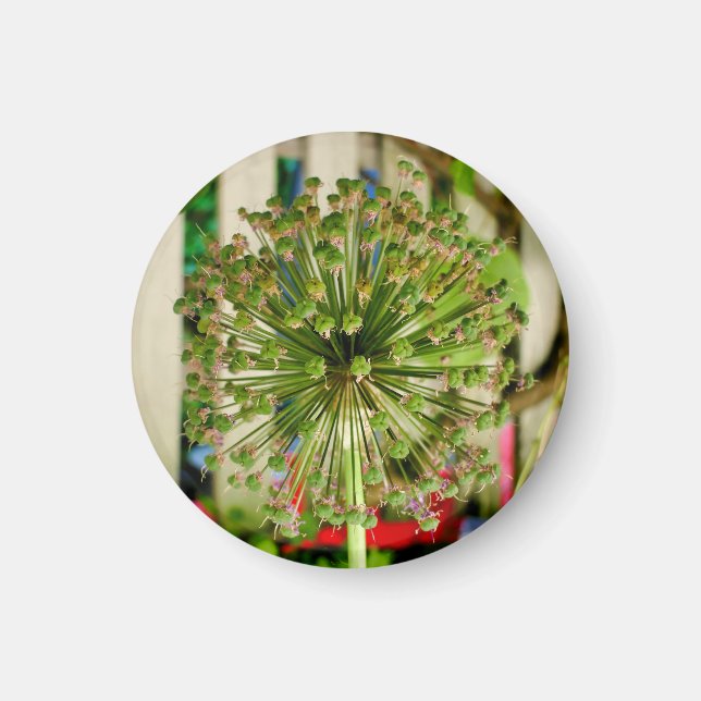 Ornamental Onion Magnet (Framsidan)