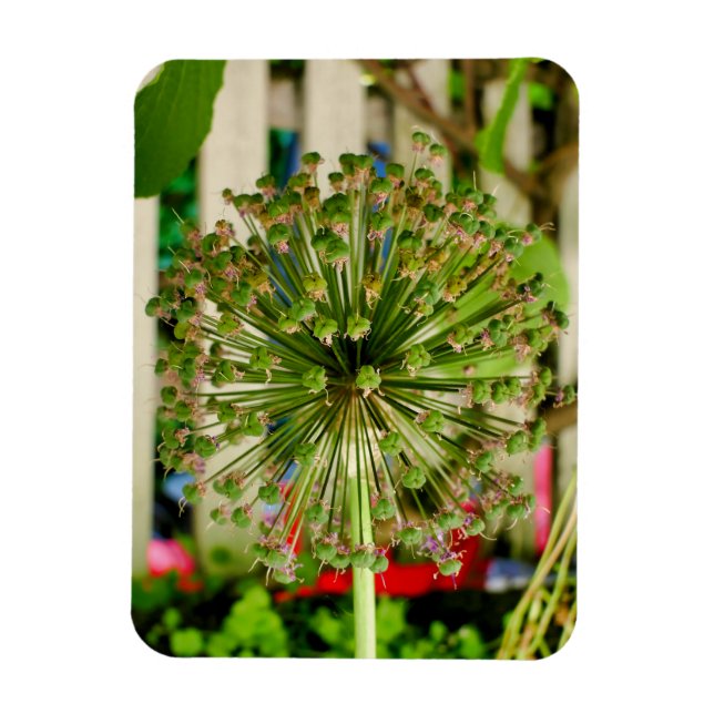 Ornamental Onion Magnet (Vertikal)