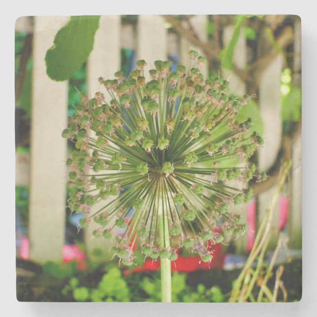 Ornamental Onion Stenunderlägg (Framsidan)