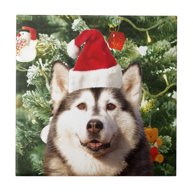 Ornamenterade siberian husky vid Julgran Snögubbe Kakelplatta (Framsidan)