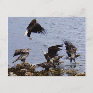Örnar på stranden, Unalaska ö Vykort