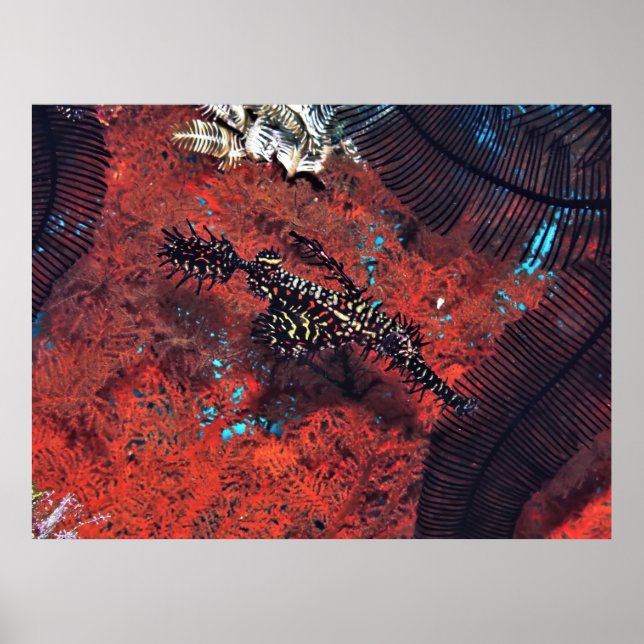 Ornate Ghost Pipefish Poster (Framsidan)