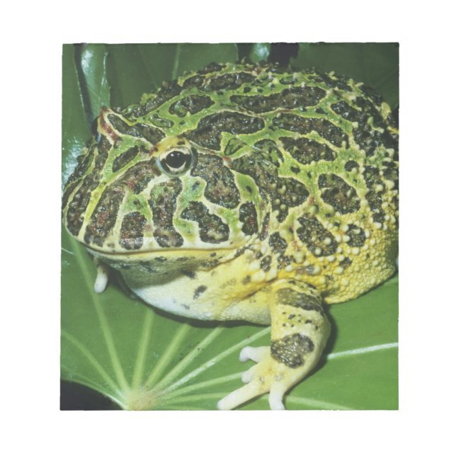 Ornate Horned Frog, (Ceratophrys ornata) Anteckningsblock (Framsida)