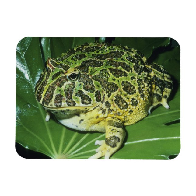 Ornate Horned Frog, (Ceratophrys ornata) Magnet (Horisontell)