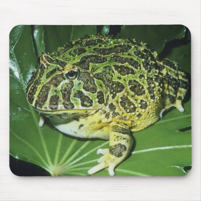 Ornate Horned Frog, (Ceratophrys ornata) Musmatta (Framsidan)