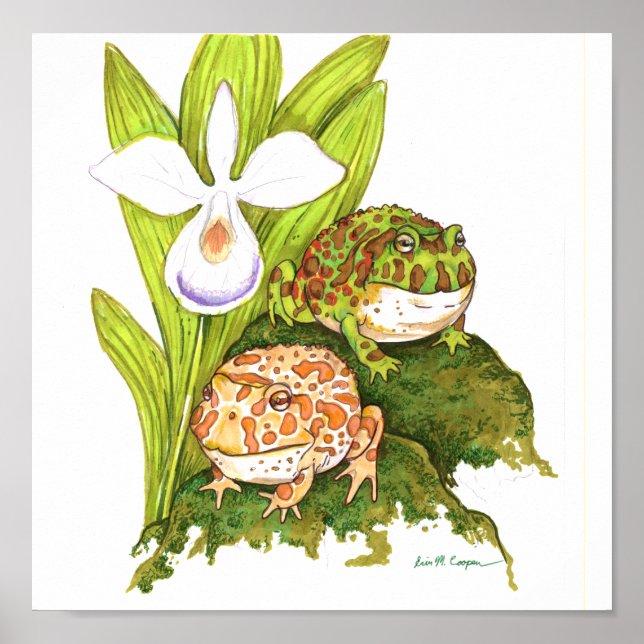 Ornate Horned Frogs Poster (Framsidan)