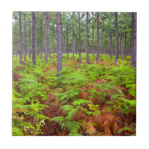 Örnbräken (Pteridium Aquilinum) Växande Kakelplatta
