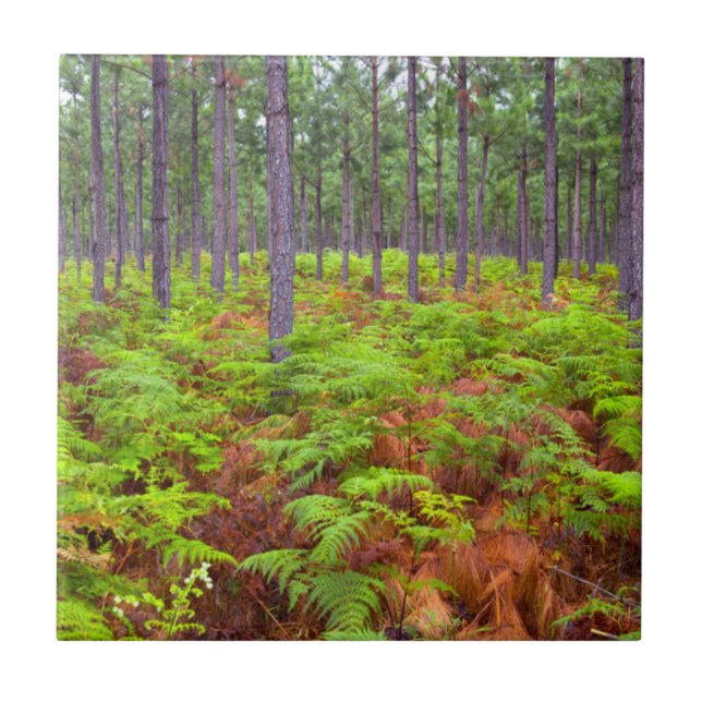 Örnbräken (Pteridium Aquilinum) Växande Kakelplatta (Framsidan)