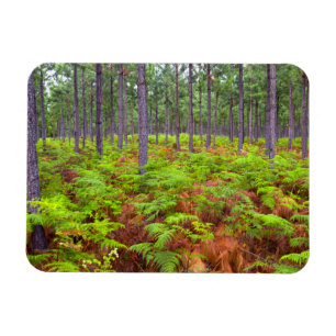 Örnbräken (Pteridium Aquilinum) Växande Magnet